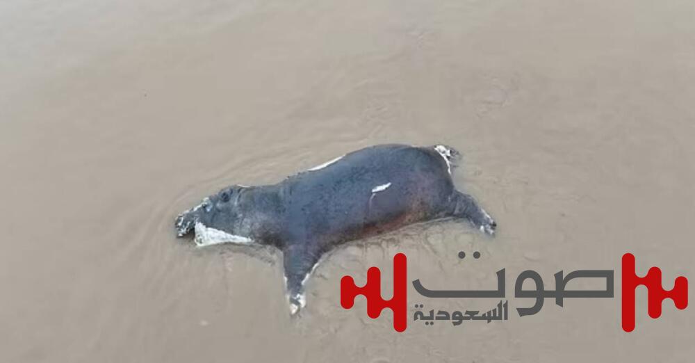 «الجمرة الخبيثة» تقتل أكثر من 50 فرس نهر في الكونغو