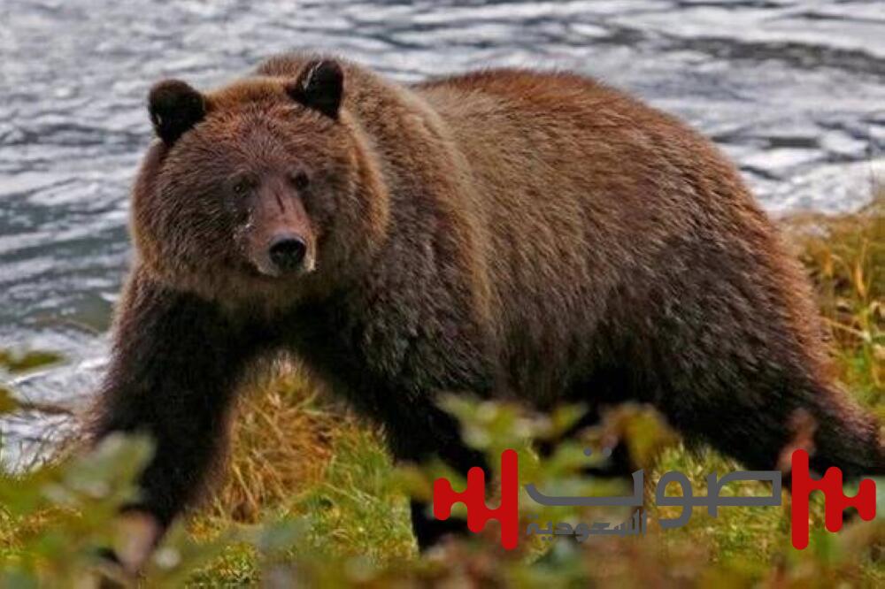 صراخ في البرية.. دب يهاجم سائحة في روسيا وزملاؤها ينقذونها بأعجوبة