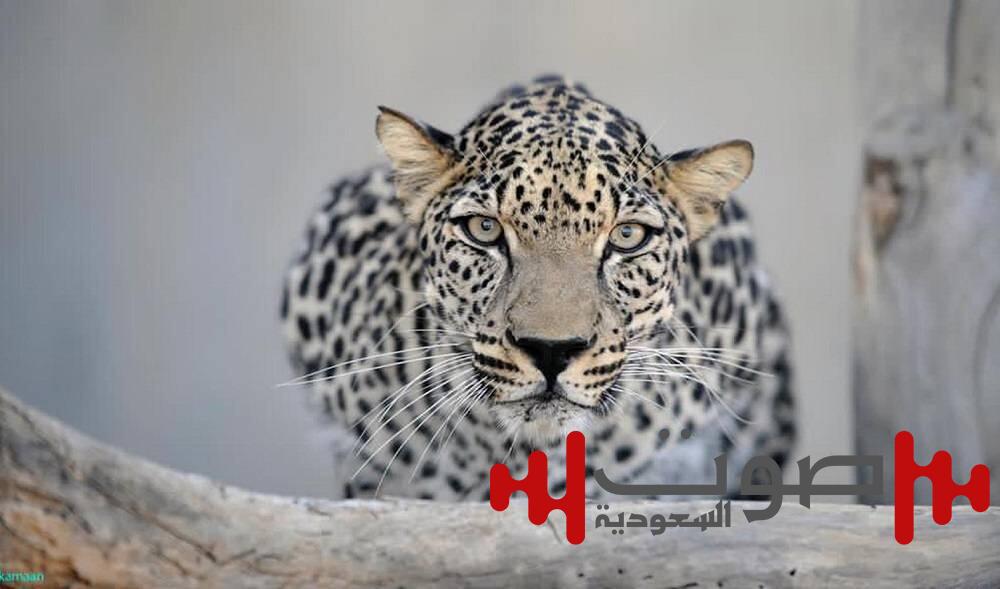 النمر العربي.. رمز التنوع الحيوي في المملكة وشبه الجزيرة العربية