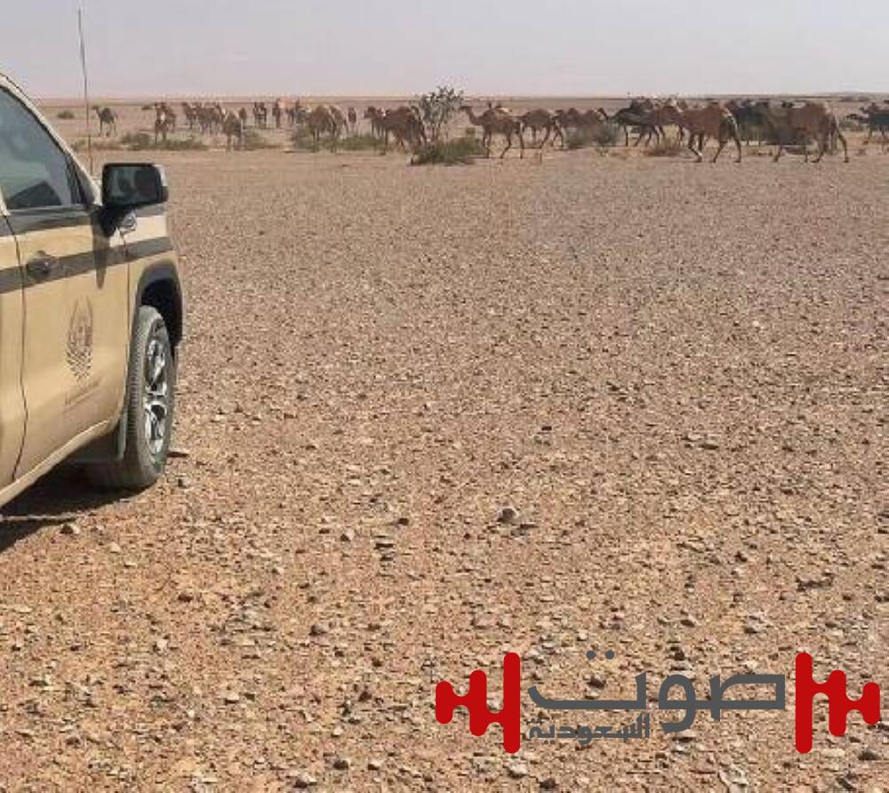 «الأمن البيئي»: ضبط مواطن مخالف لارتكابه مخالفة رعي بمحمية الملك عبدالعزيز الملكية