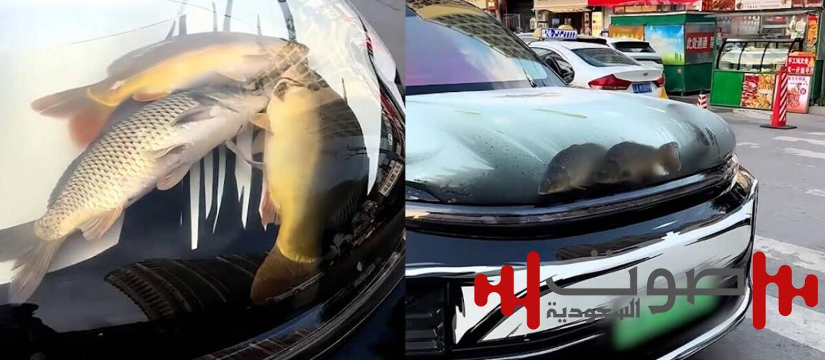 «حوض أسماك» بغطاء المحرك.. ابتكار صيني يثير الغضب