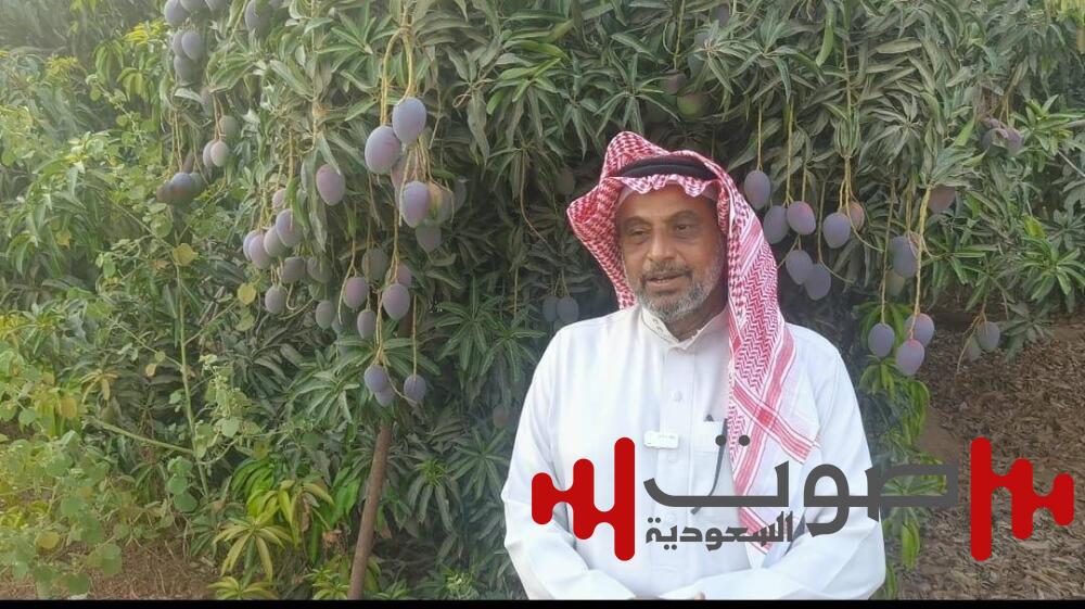 بدء جني آلاف الأطنان من «مانجو جازان» وتوزيعه في الأسواق