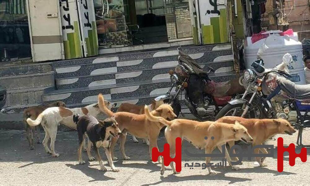مدينة عراقية تسجل رقما قياسيا لضحايا الكلاب الضالة.. ما قصتها؟