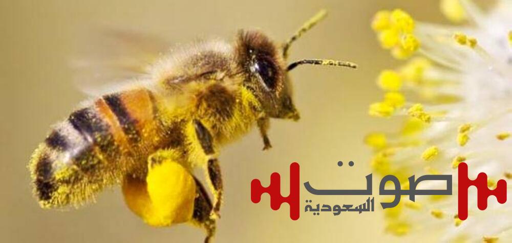 فوائد لقاح النحل: