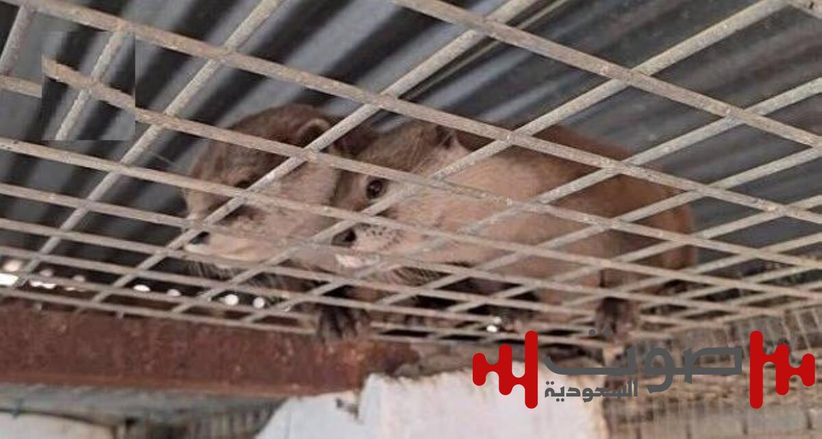 إسبانيا تكتشف شبكة لتهريب الحيوانات النادرة بحديقة غير قانونية