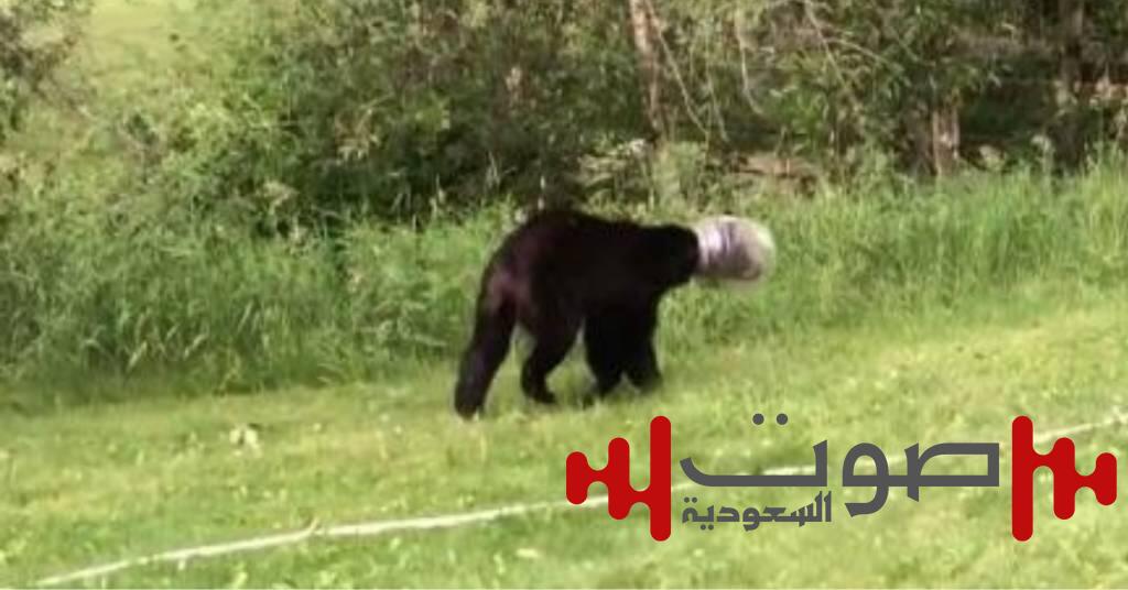 أمريكا: إنقاذ دب ظل عالقاً في حاوية لمدة أسبوع داخل الغابة