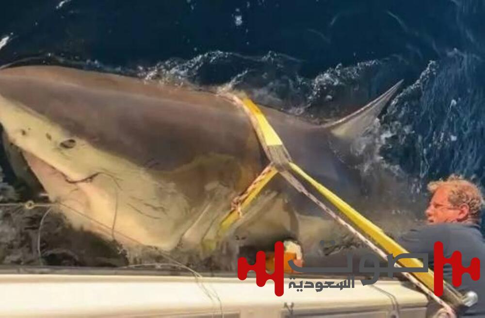 بطول 4 أمتار.. «قرش أبيض» على الشواطئ الأمريكية