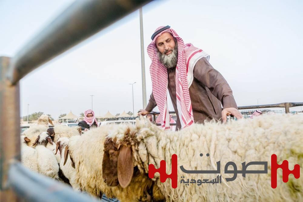 «الأضاحي» تدخل السوق الرقمية