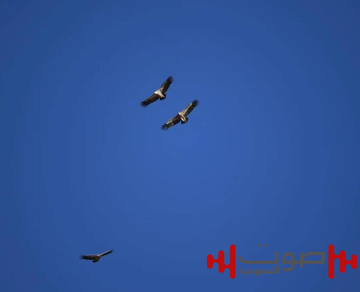 المملكة معبر آمن للطيور في موسم الهجرة الخريفية