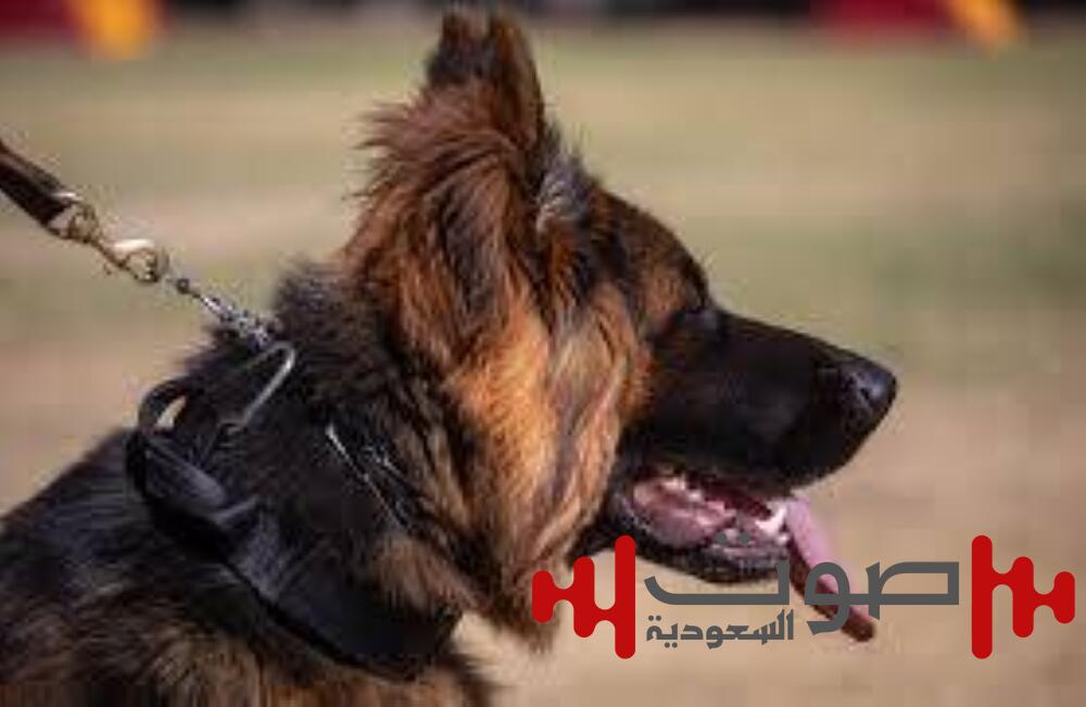 5.6 مليون دولار.. كلب الذئب الهندي يحطم الأرقام القياسية! ما القصة؟