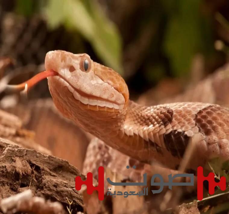 ثعبان يلدغ طفلاً داخل «حضانة»