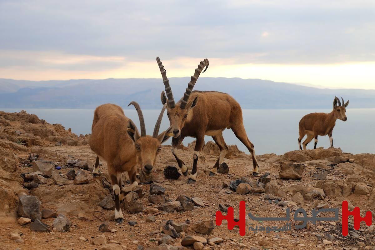 ضبط مواطن خالف نظام البيئة بمحمية طويق