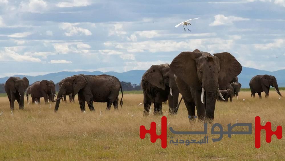 دولة أفريقية تعلن إعدام عشرات الفيلة.. ما السبب ؟