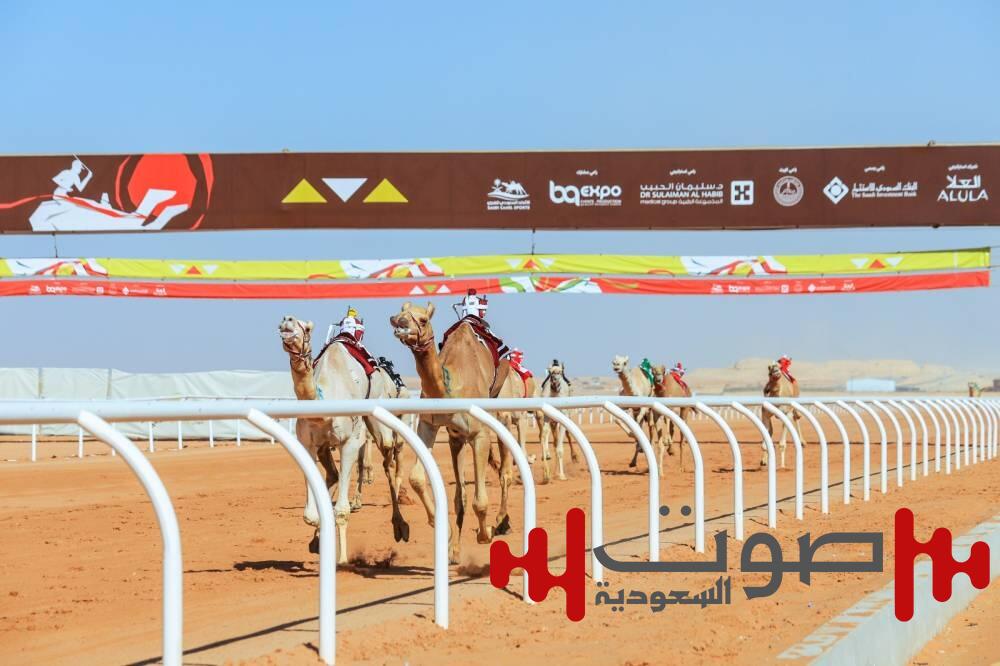 2112 مالكاً من 16 دولة.. و7300 مطية في مهرجان خادم الحرمين الشريفين للهجن