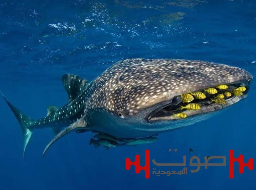 القرش الحوتي يزور شاطئ مدينة مصرية.. والجهات الرسمية تُعلق