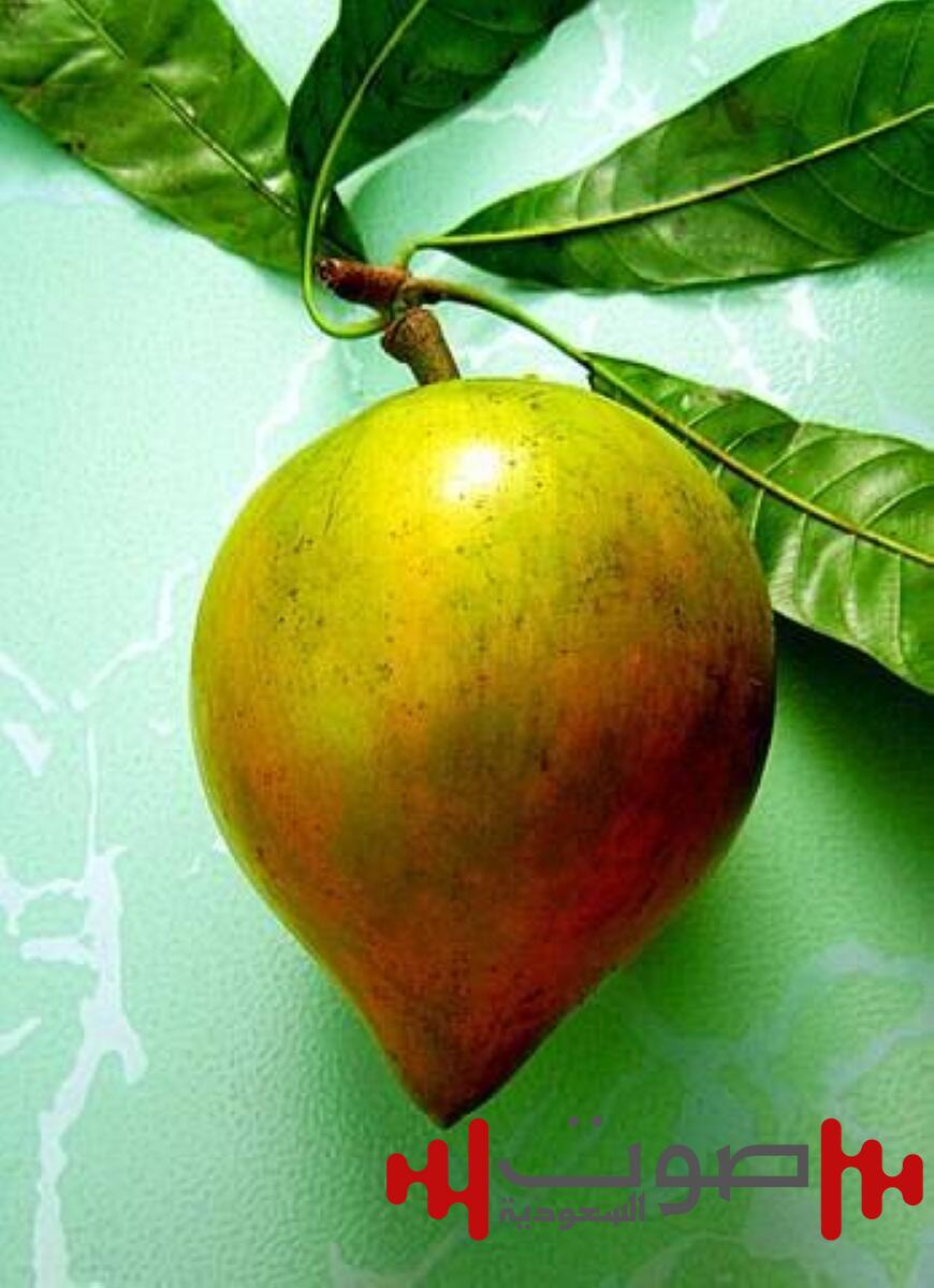 فوائد اللوكوما