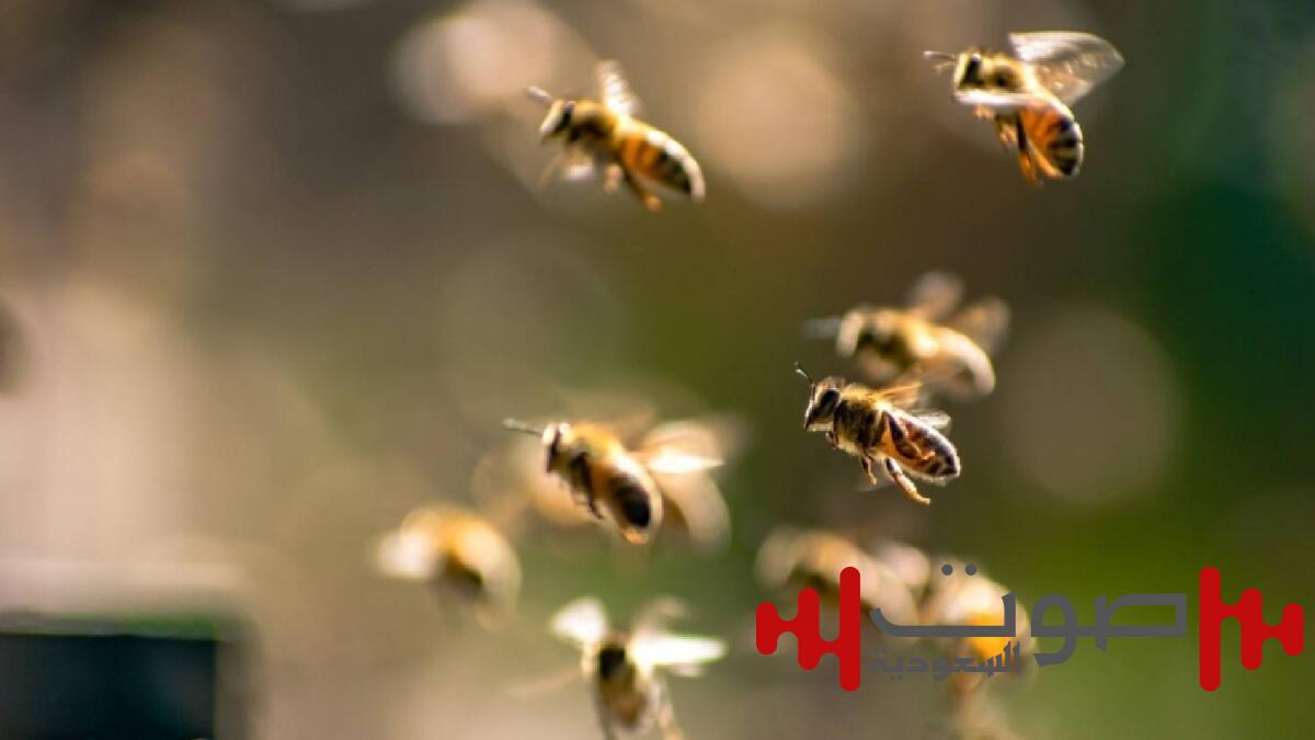 تقنية في الدماغ تحوّل النحل إلى «روبوت» يتم التحكم به