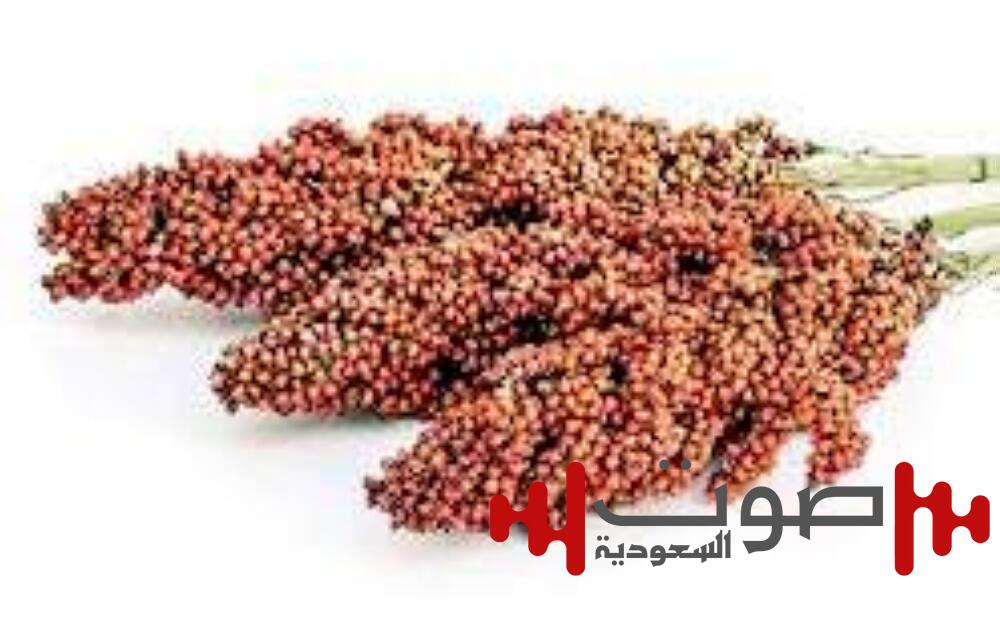 فوائد السورغم: