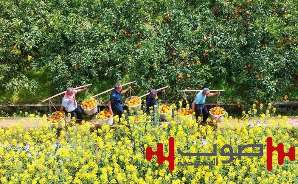 الفواكه الحمضية