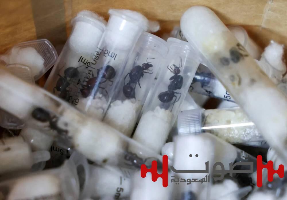 سعر الواحدة 193 يورو.. 4 رجال يحاولون تهريب 5400 نملة خارج كينيا !