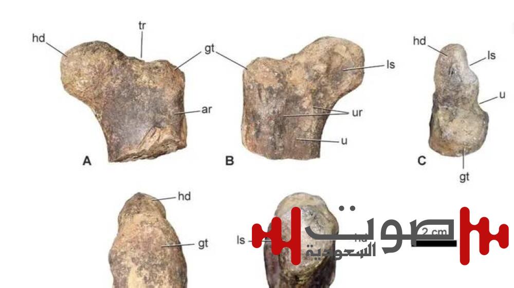 اكتشاف أقدم ديناصور بالعالم في المغرب