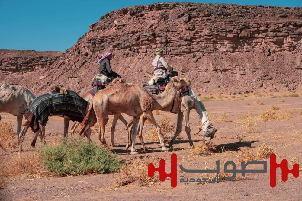 رحالة بريطانيون يعبرون محمية الملك سلمان على ظهور الإبل لمسافة 500 كيلومتر