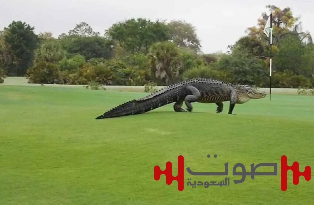 ضيف غير متوقع يقتحم مباراة غولف في كارولينا