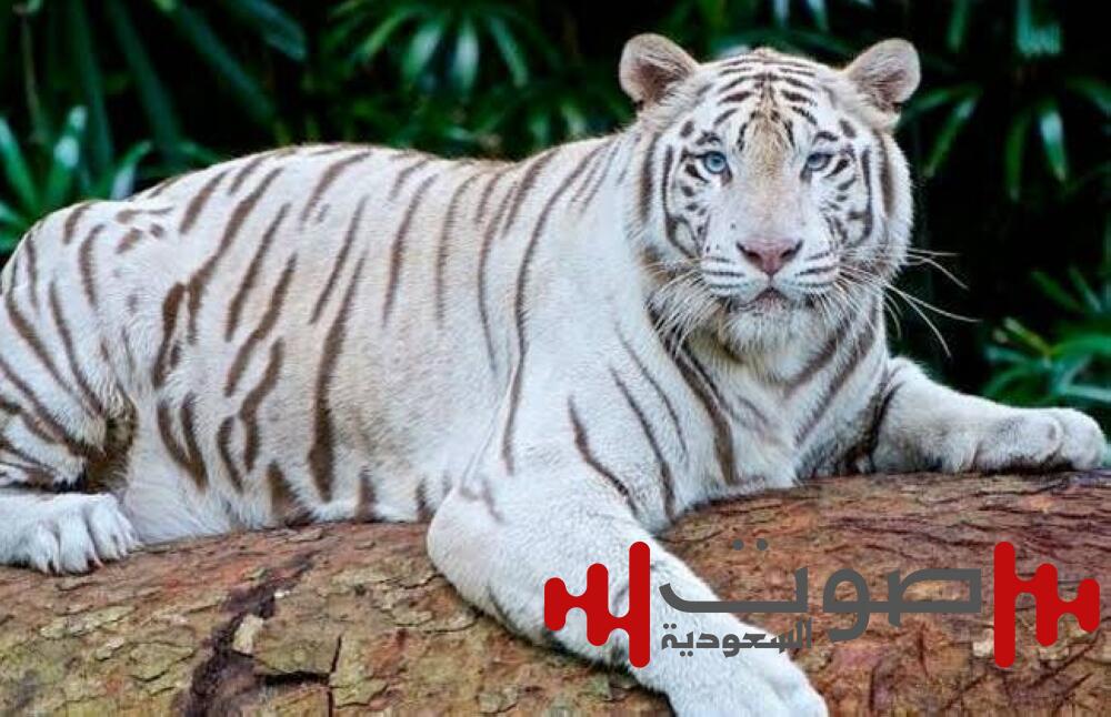نمر أبيض يفترس ذراع عامل في سيرك طنطا