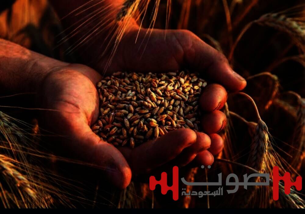 صرف 457 مليون ريال مستحقات الدفعة الأولى لمزارعي القمح المحلي