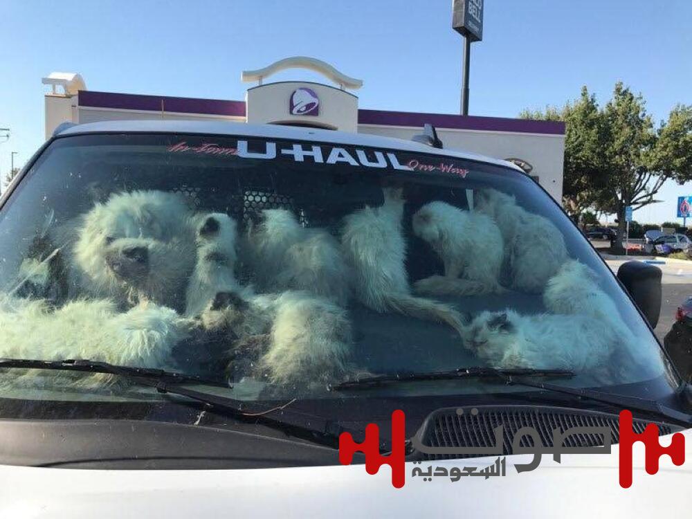 كاليفورنيا.. امرأة تحتجز 100 قطة في شاحنة مغلقة