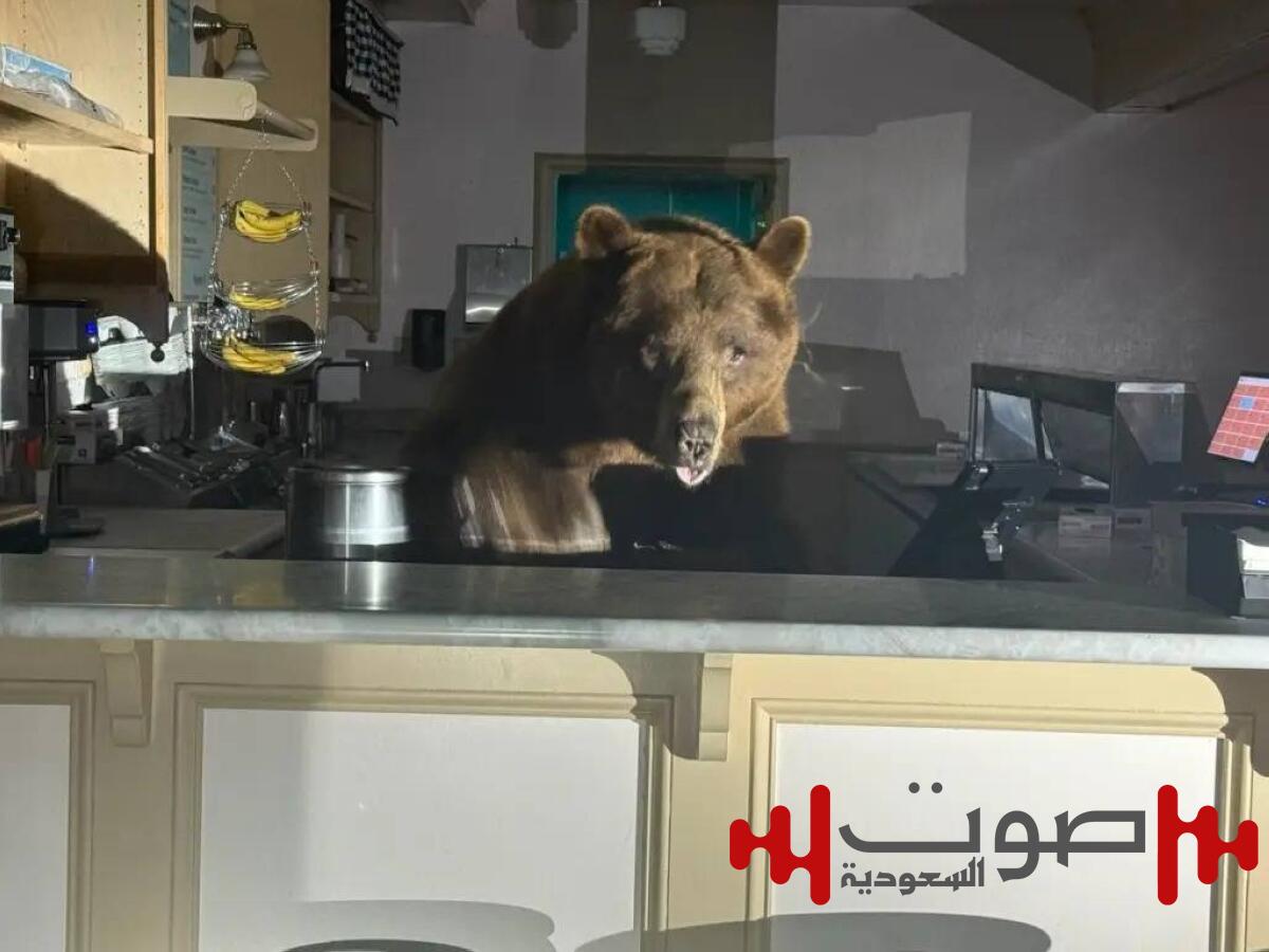 دب ضخم يقتحم متجر آيس كريم في كاليفورنيا