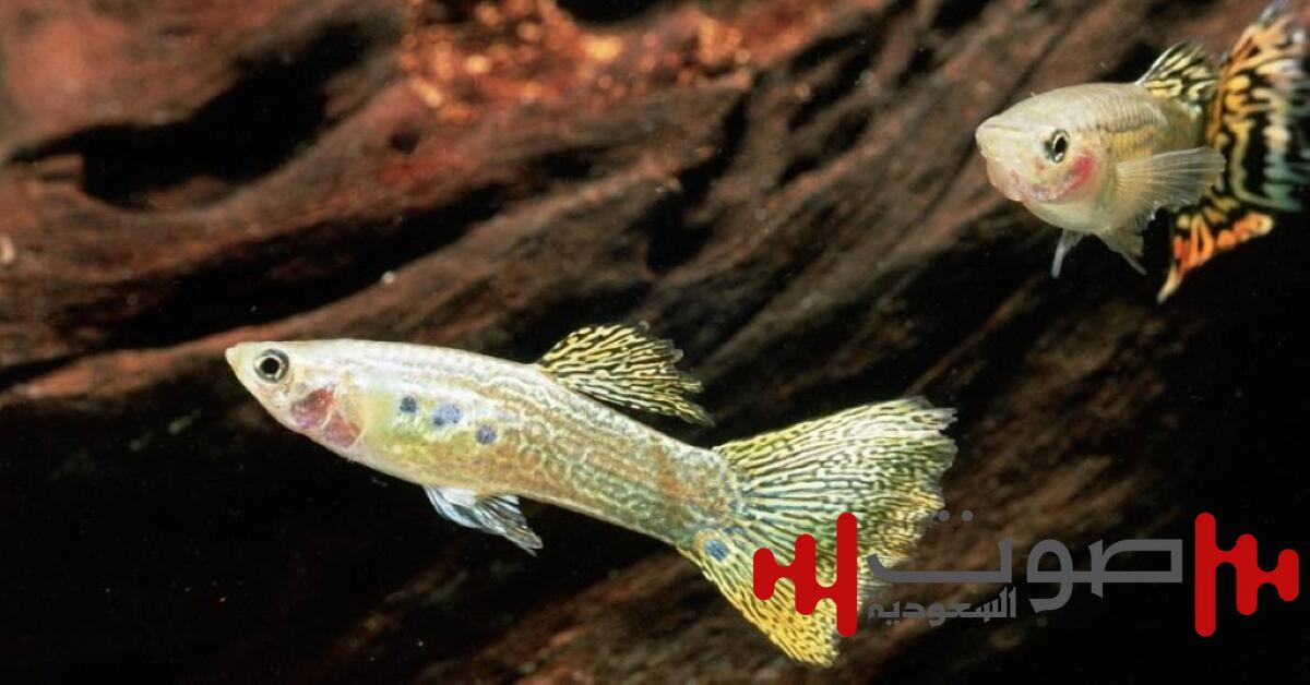 أسماك استوائية تزدهر في شبكة الصرف الصحي الملوثة في أوكرانيا