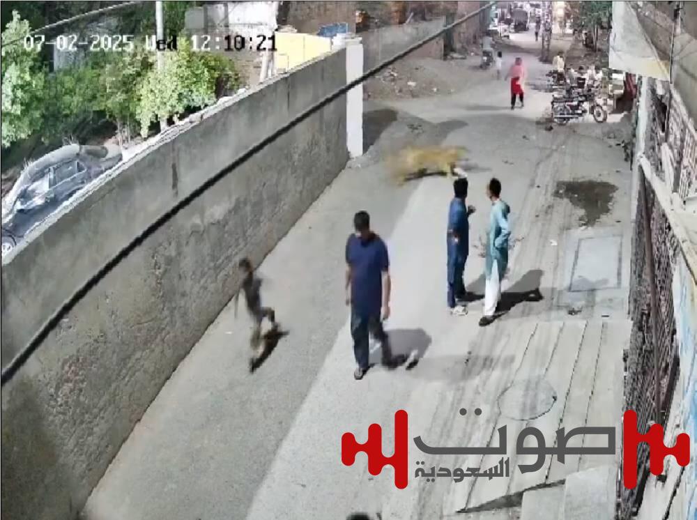 في حادثة هي الأولى من نوعها بباكستان.. أسد يثير الذعر في لاهور