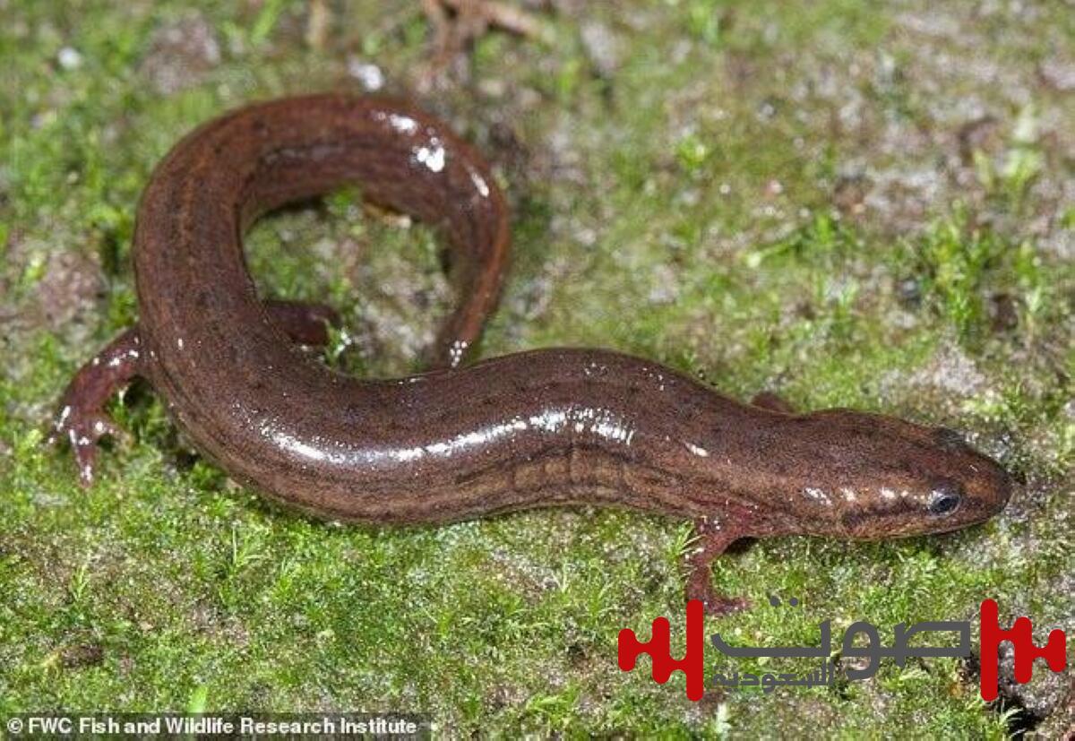 بعد 3 عقود من الاختفاء.. عودة السلمندر النادر إلى فلوريدا