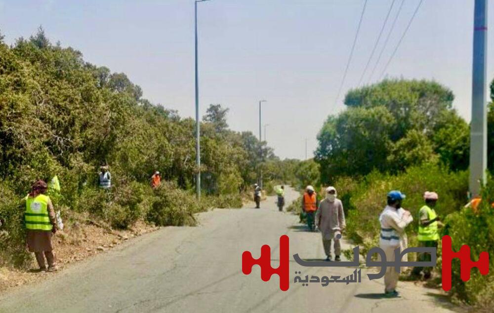 تدشين أعمال تقليم أشجار العرعر في غابات عسير