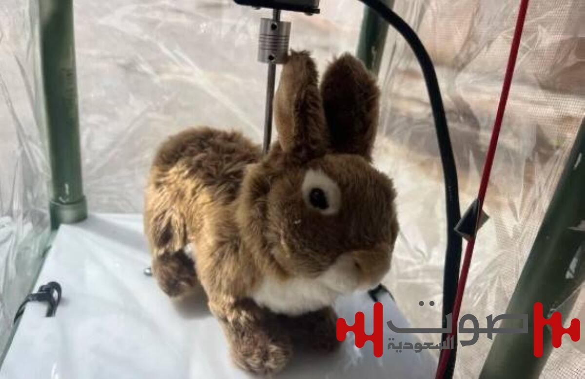 الأرانب تقضي على الثعابين المفترسة في فلوريدا!