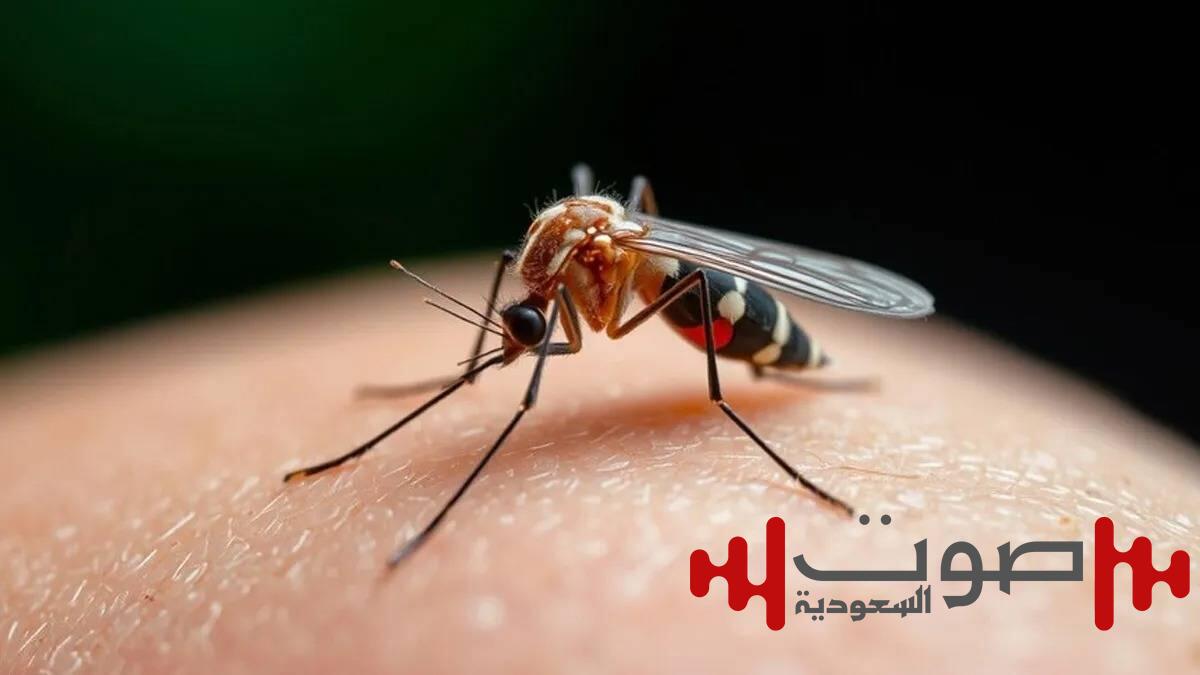 تحديات صحية في «مومباي».. كيف تحمي نفسك من الأمراض المنقولة؟