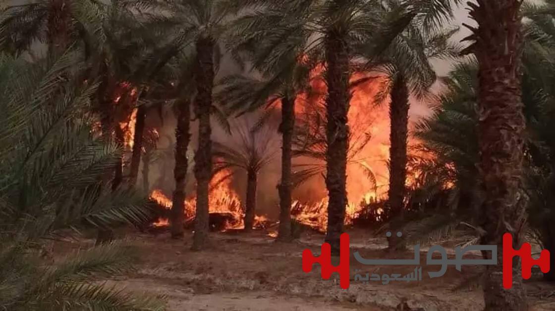 حرائق غابات الجزائر تعيد شبح مأساة 2021 وتثير جدلًا حول افتعالها