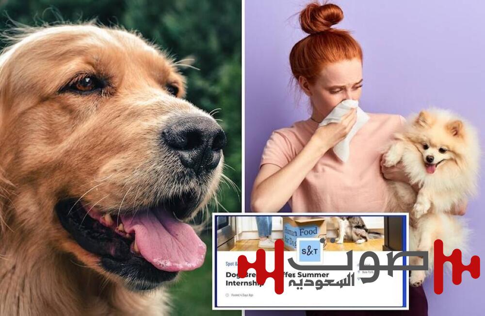 وظيفة مبتكرة لشم أنفاس الكلاب براتب 25 دولاراً في الساعة