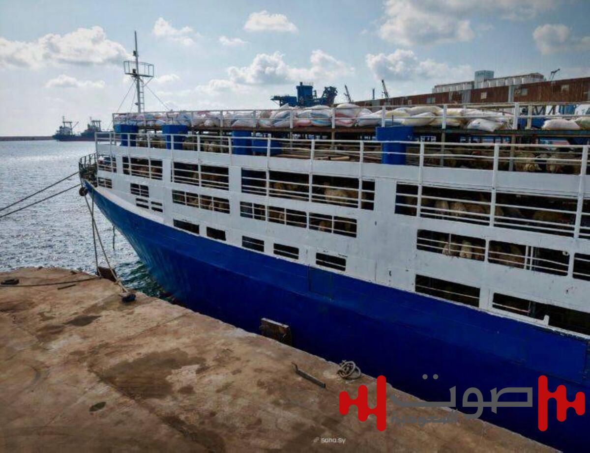 7000 رأس من الأغنام تغادر ميناء طرطوس