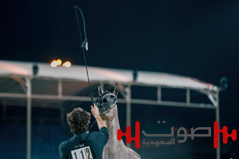 آل ثاني: السعوديون شغوفون بالخيول العربية الأصيلة