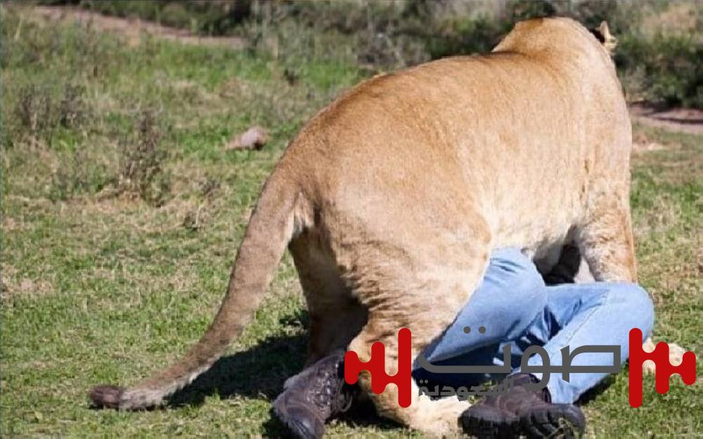 ناميبيا.. أسد ينقض على رجل أعمال ويلتهمه أمام أصدقائه