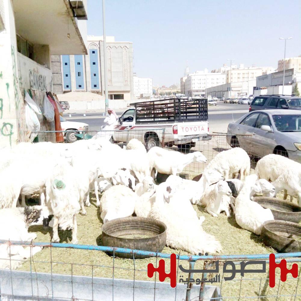 مربو المواشي لـ«عكاظ»: البيع بـ«الكيلو» يمنع التلاعب.. نحتاح «توضيحات»