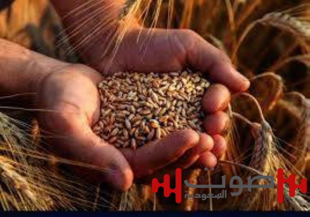 كم يبلغ المخزون الإستراتيجي للعراق من القمح؟