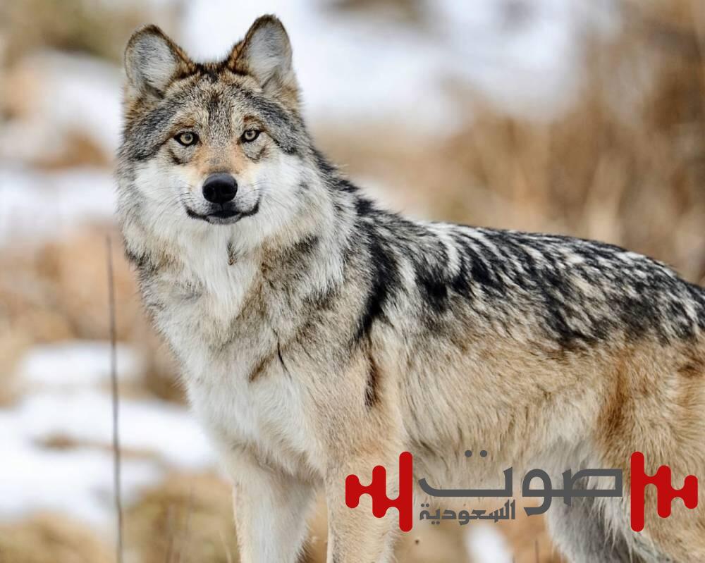 الذئاب المكسيكية تهاجم ولاية أمريكية.. ودعوات لإعلان حالة الطوارئ
