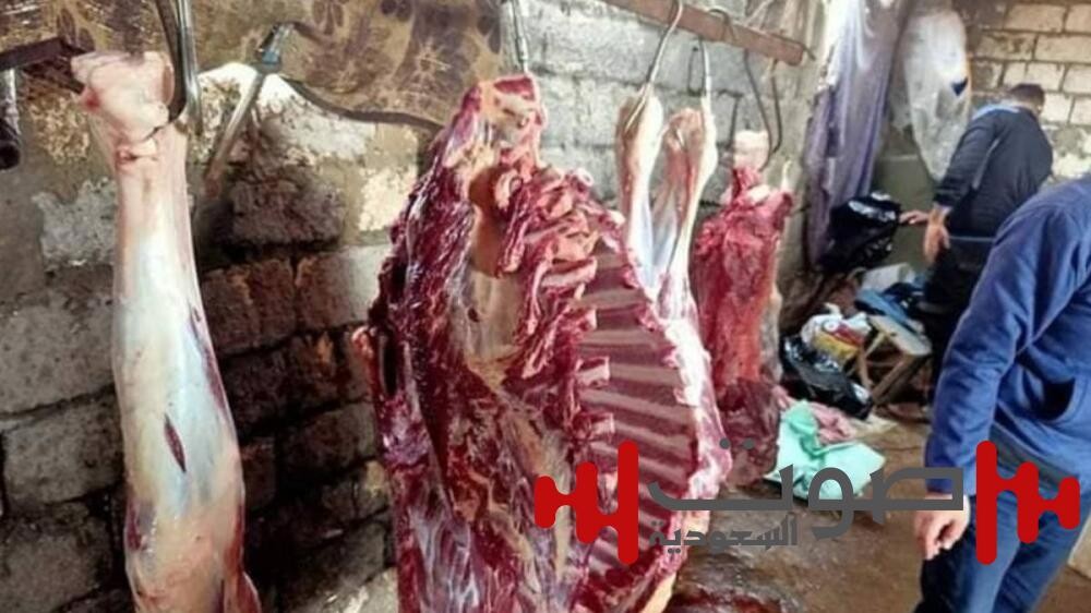 مصر.. ضبط جزار ذبح حصاناً لبيعه على أنه ضأن