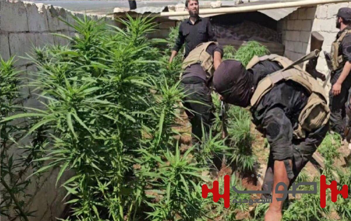 الأمن السوري يضبط مزرعة للمخدرات بريف حلب