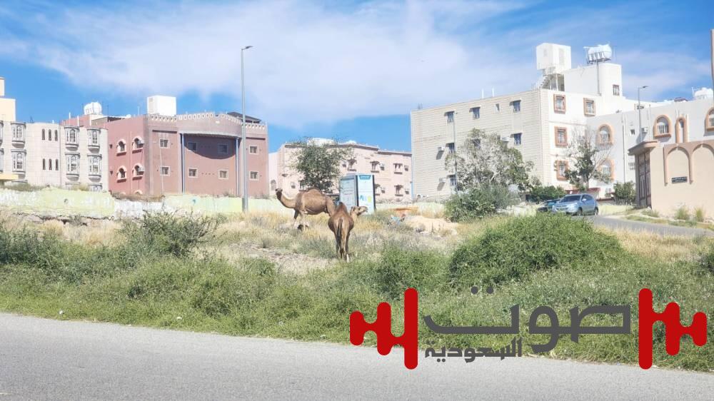 الجمال تغزو «العنود» و«أم السباع» بالطائف